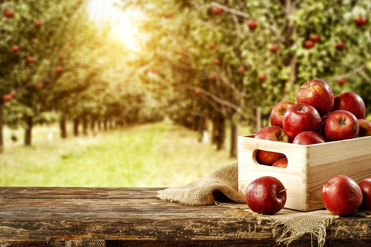 Apple Pickings